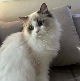 Enlarge Daisy, a ADOPTABLE Ragdoll in Ennis, TX image 1/2