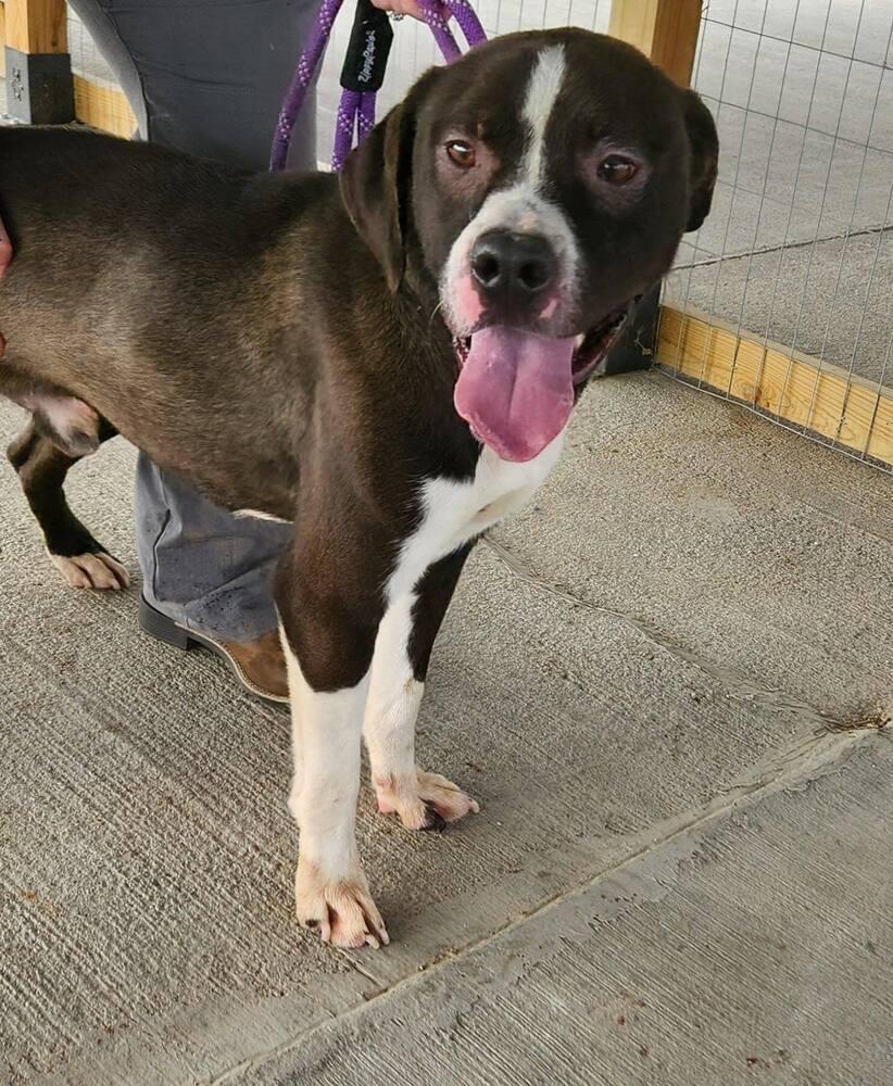 Enlarge Cheech, a Adoptable mixed breed in Bolivar, MO image 1/1