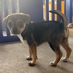 Enlarge Lola, an adopted mixed breed in Renton, WA image 3/6