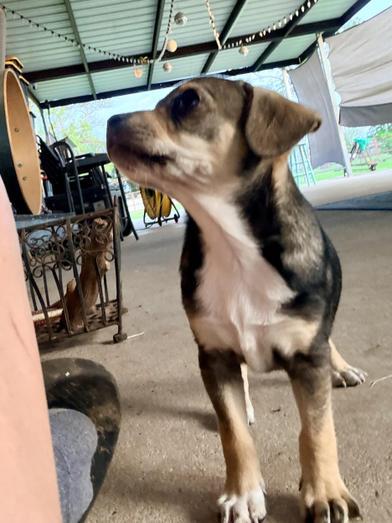 Lola, adopted, Puppy Female Chihuahua & Terrier.