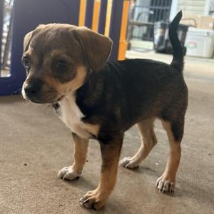 Enlarge Lola, an adopted mixed breed in Renton, WA image 2/6