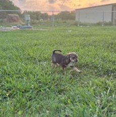 Enlarge Lola, an adopted mixed breed in Renton, WA image 6/6