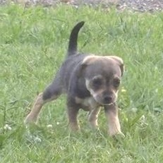 Enlarge Lola, an adopted mixed breed in Renton, WA image 5/6