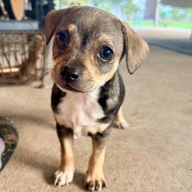 Enlarge Lola, an adopted mixed breed in Renton, WA image 4/6