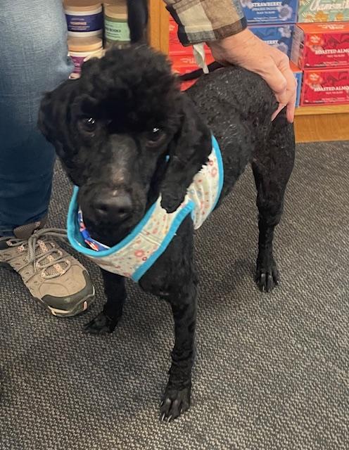 Dunkin, an adopted Poodle in Memphis, TN image 2/6