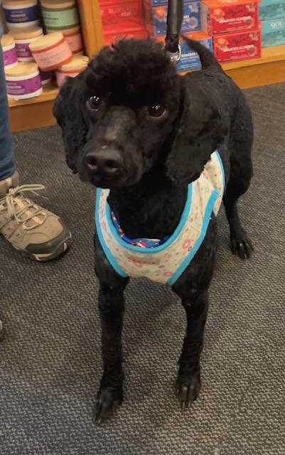 Dunkin, an adopted Poodle in Memphis, TN image 3/6