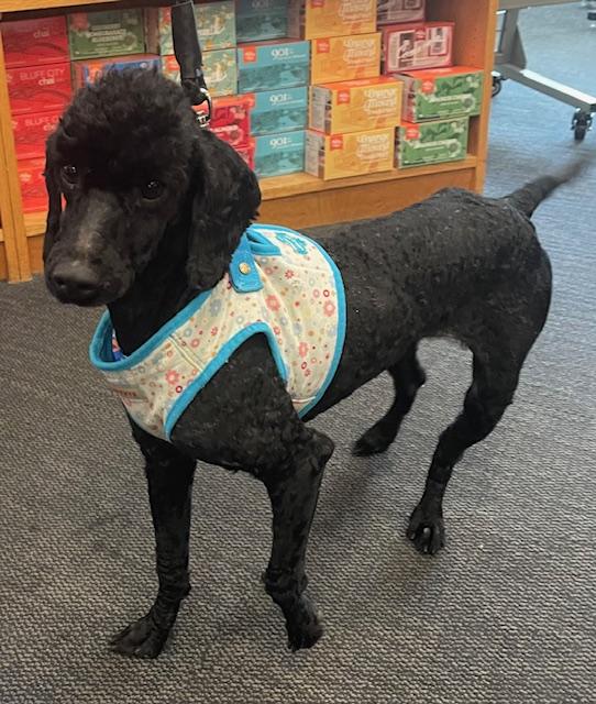 Dunkin, an adopted Poodle in Memphis, TN image 5/6