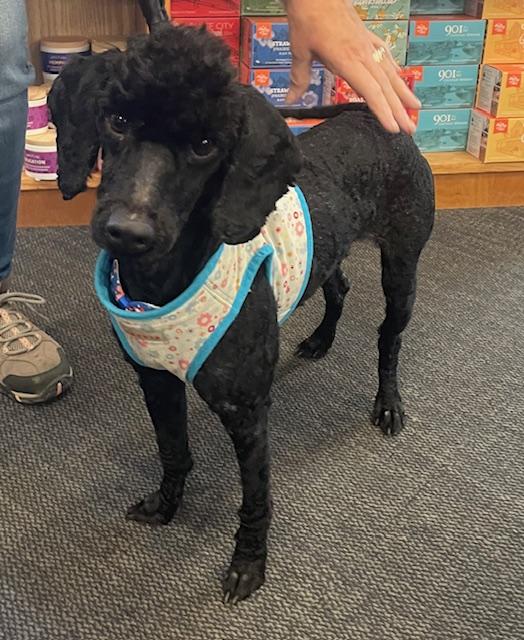 Dunkin, an adopted Poodle in Memphis, TN image 4/6