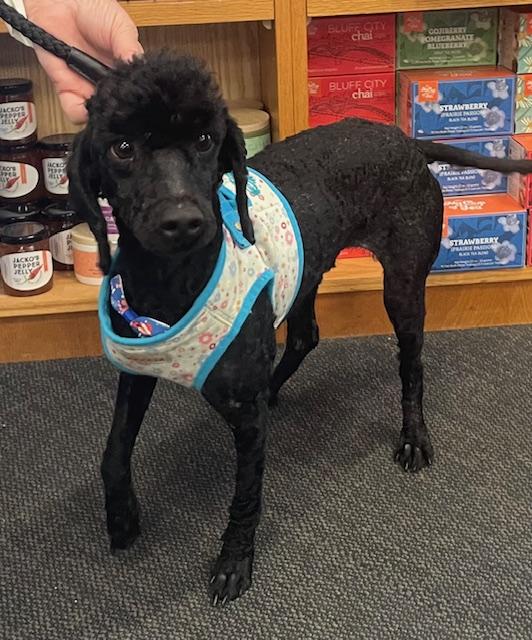 Dunkin, an adopted Poodle in Memphis, TN image 1/6