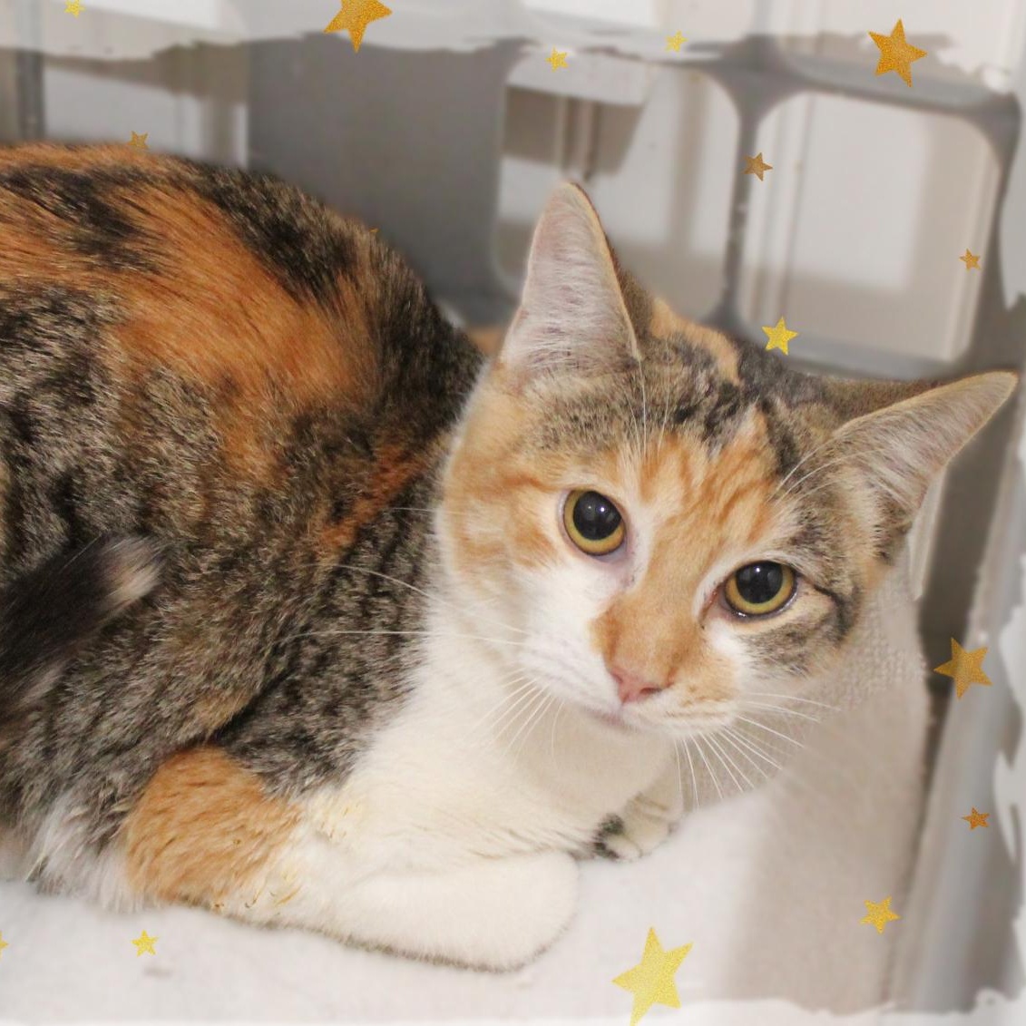 Pizelle, ADOPTABLE, Kitten Female Calico.