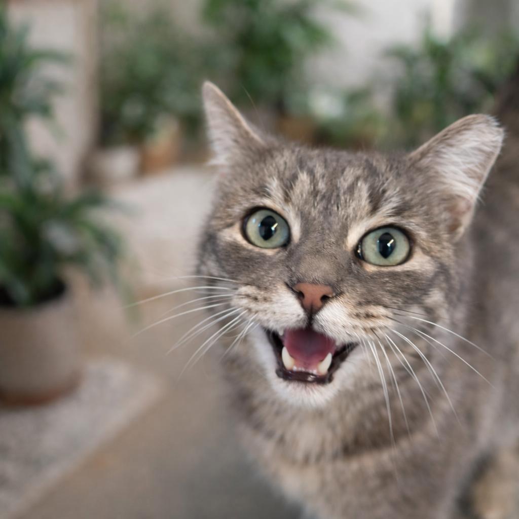 Enlarge Lil Miss, a ADOPTABLE American Shorthair in Torrey, UT image 1/2