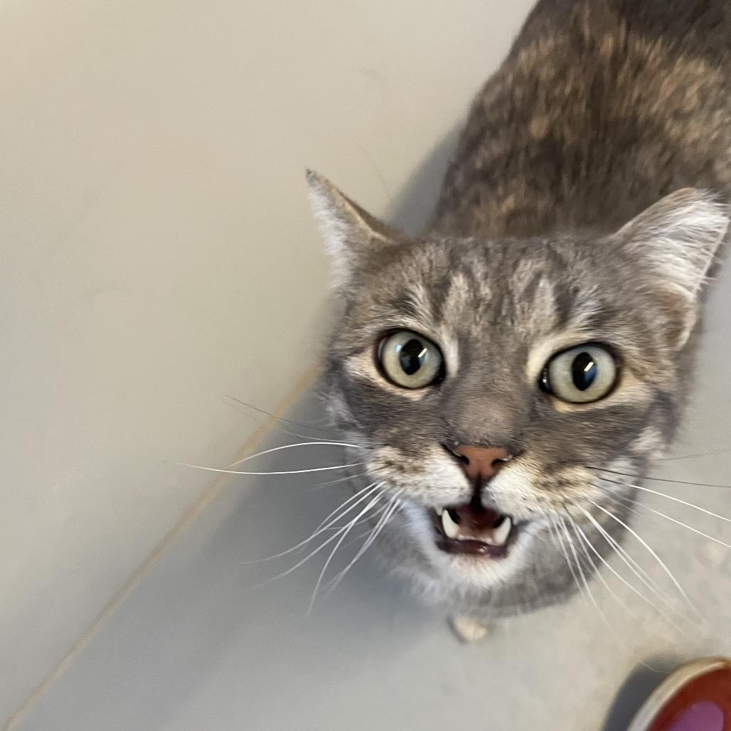 Lil Miss, ADOPTABLE, Adult Female American Shorthair.