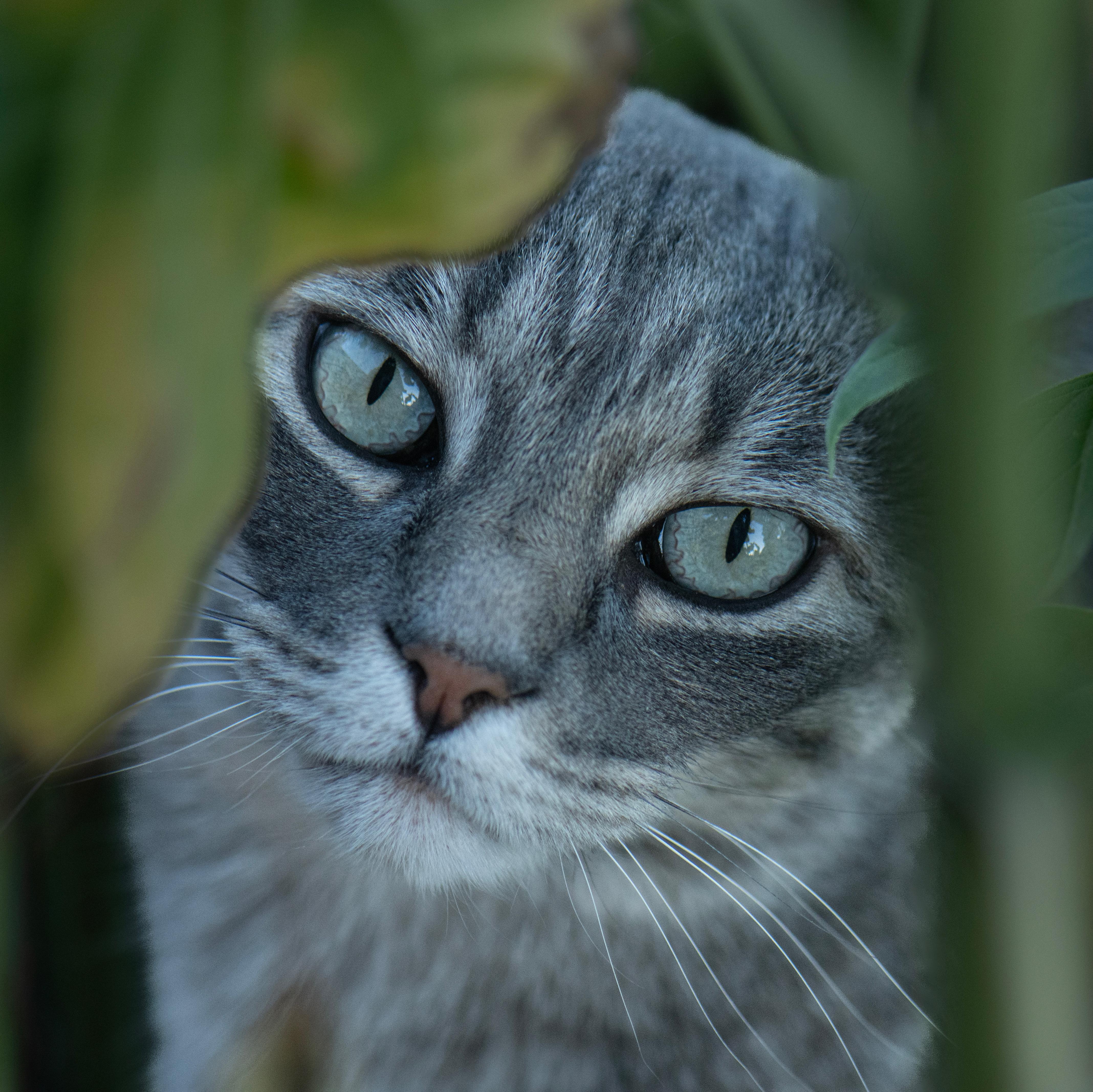 Enlarge Lil Miss, a ADOPTABLE American Shorthair in Torrey, UT image 2/2