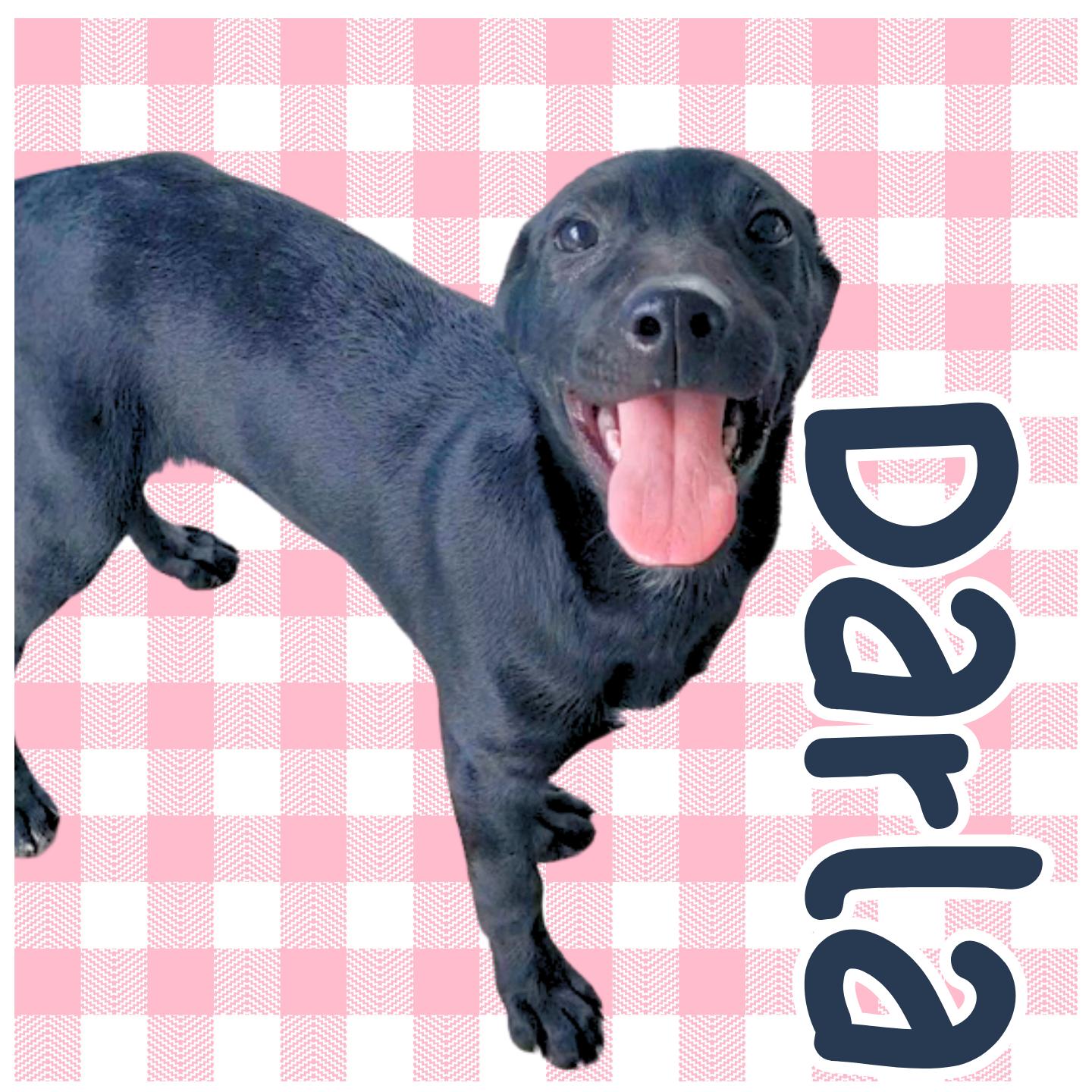Darla, adoptable, Young Female Black Labrador Retriever & Mixed Breed.