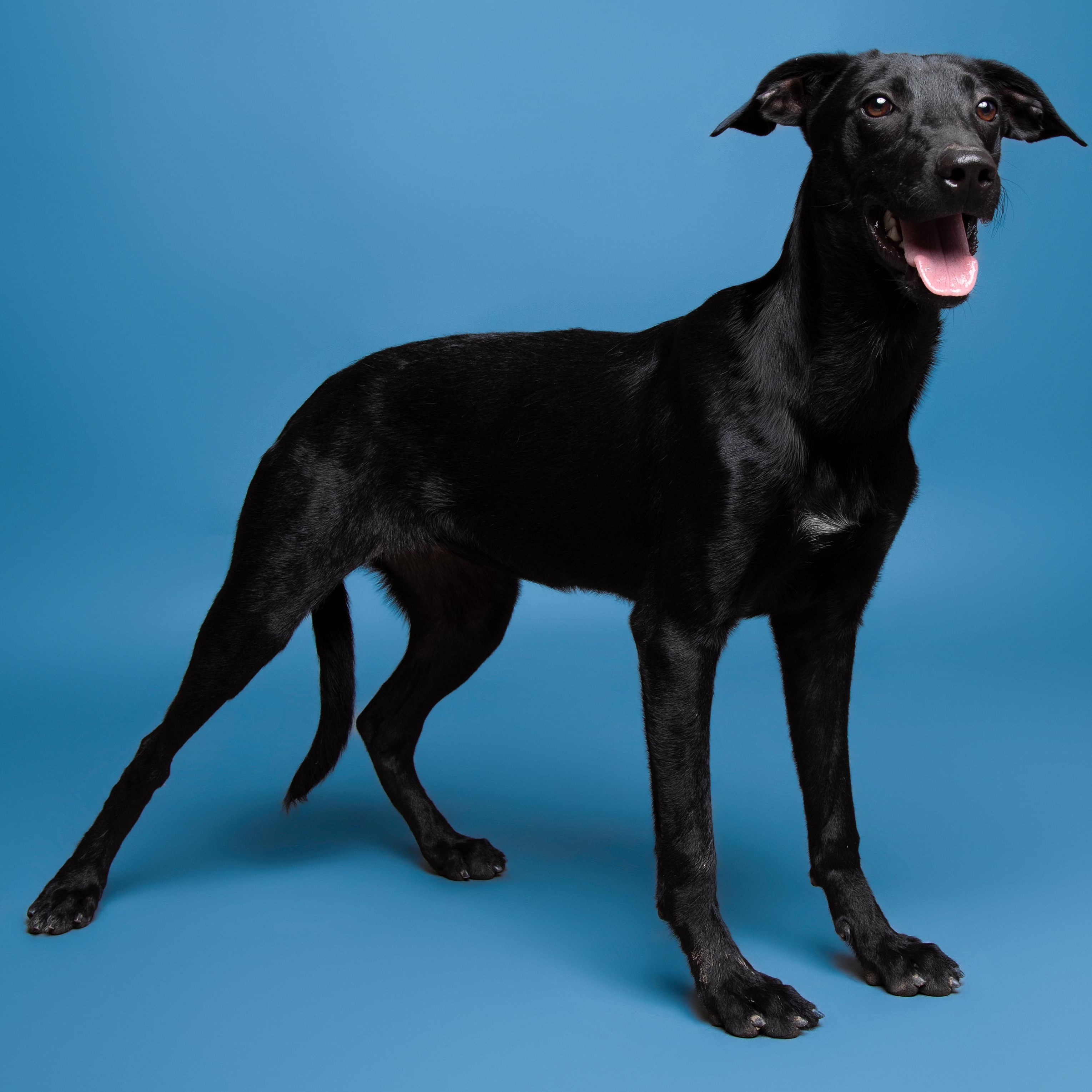 Darla, adoptable, Young Female Black Labrador Retriever & Mixed Breed.