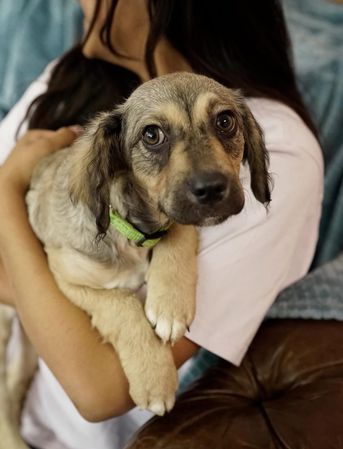 Enlarge Marlo, a ADOPTABLE mixed breed in Pasadena, CA image 4/4