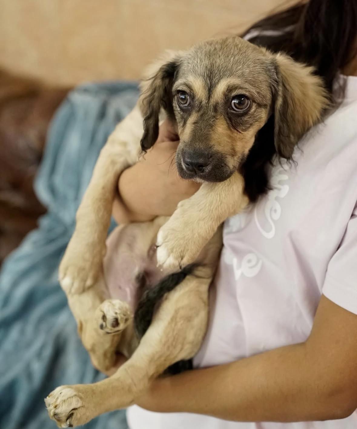 Enlarge Marlo, a ADOPTABLE mixed breed in Pasadena, CA image 3/4