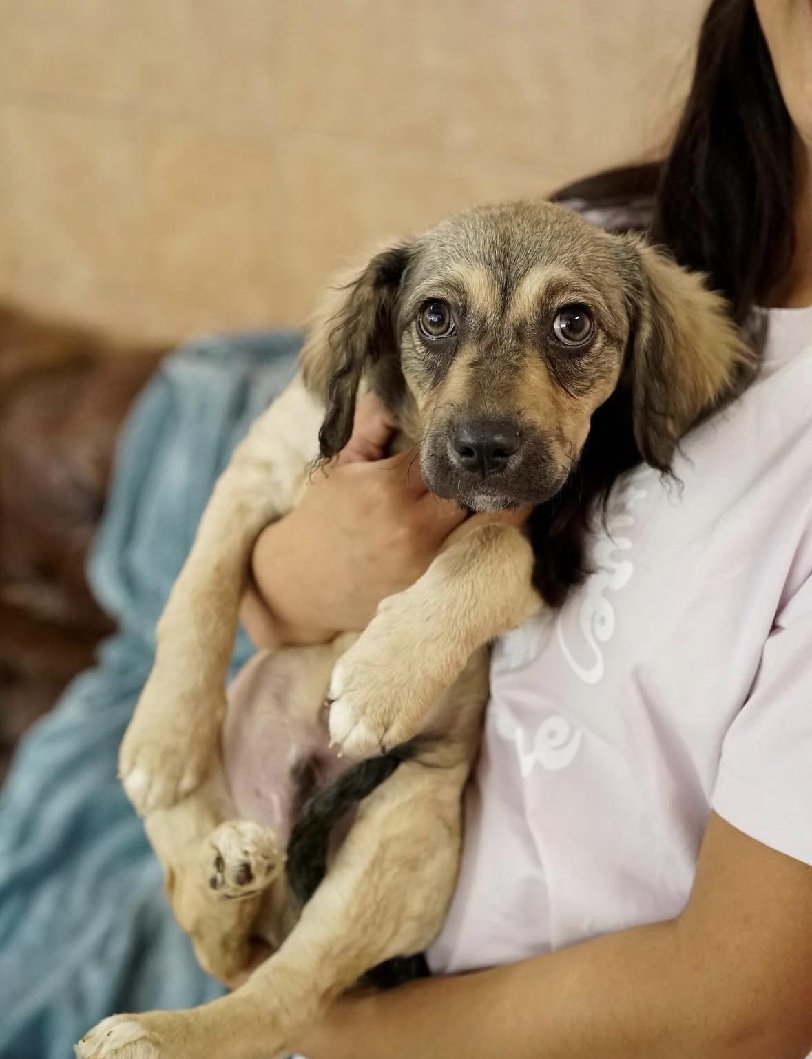 Marlo, ADOPTABLE, Puppy Male Spaniel.