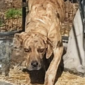 Lily, a Adoptable mixed breed in Carson, MS image 3/5