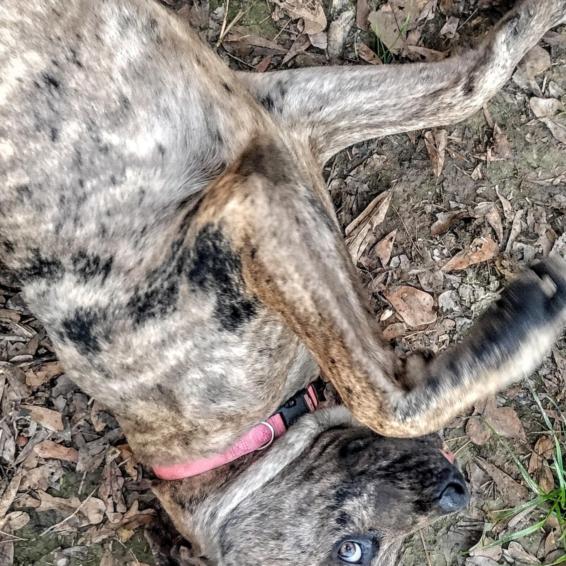 Lily, a Adoptable mixed breed in Carson, MS image 4/5