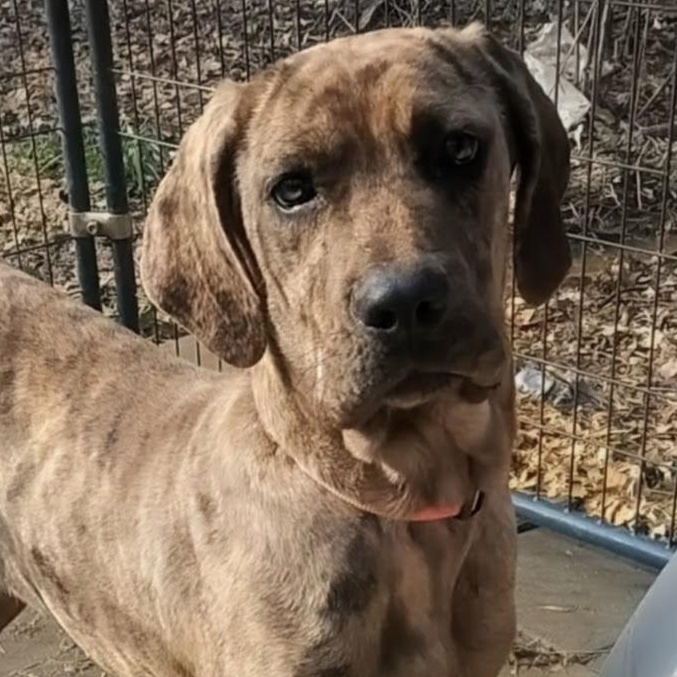 Lily, a Adoptable mixed breed in Carson, MS image 2/5