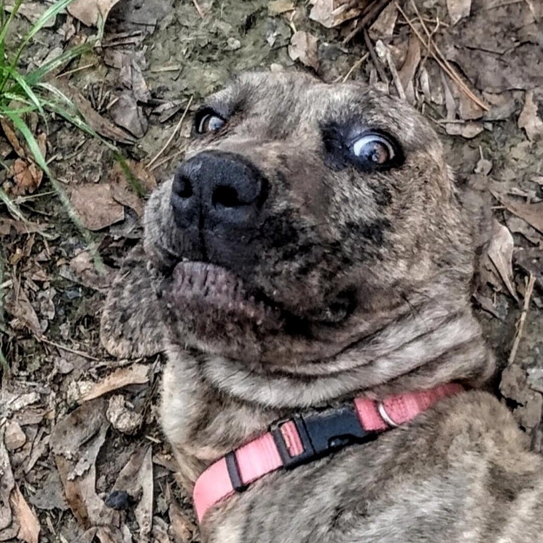 Lily, a Adoptable mixed breed in Carson, MS image 5/5