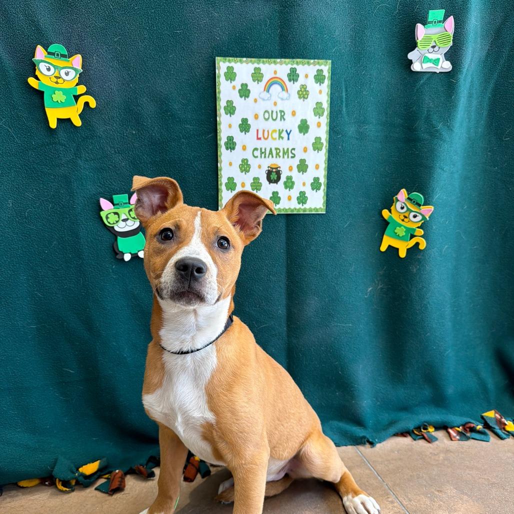 Corona — thumbnail 2