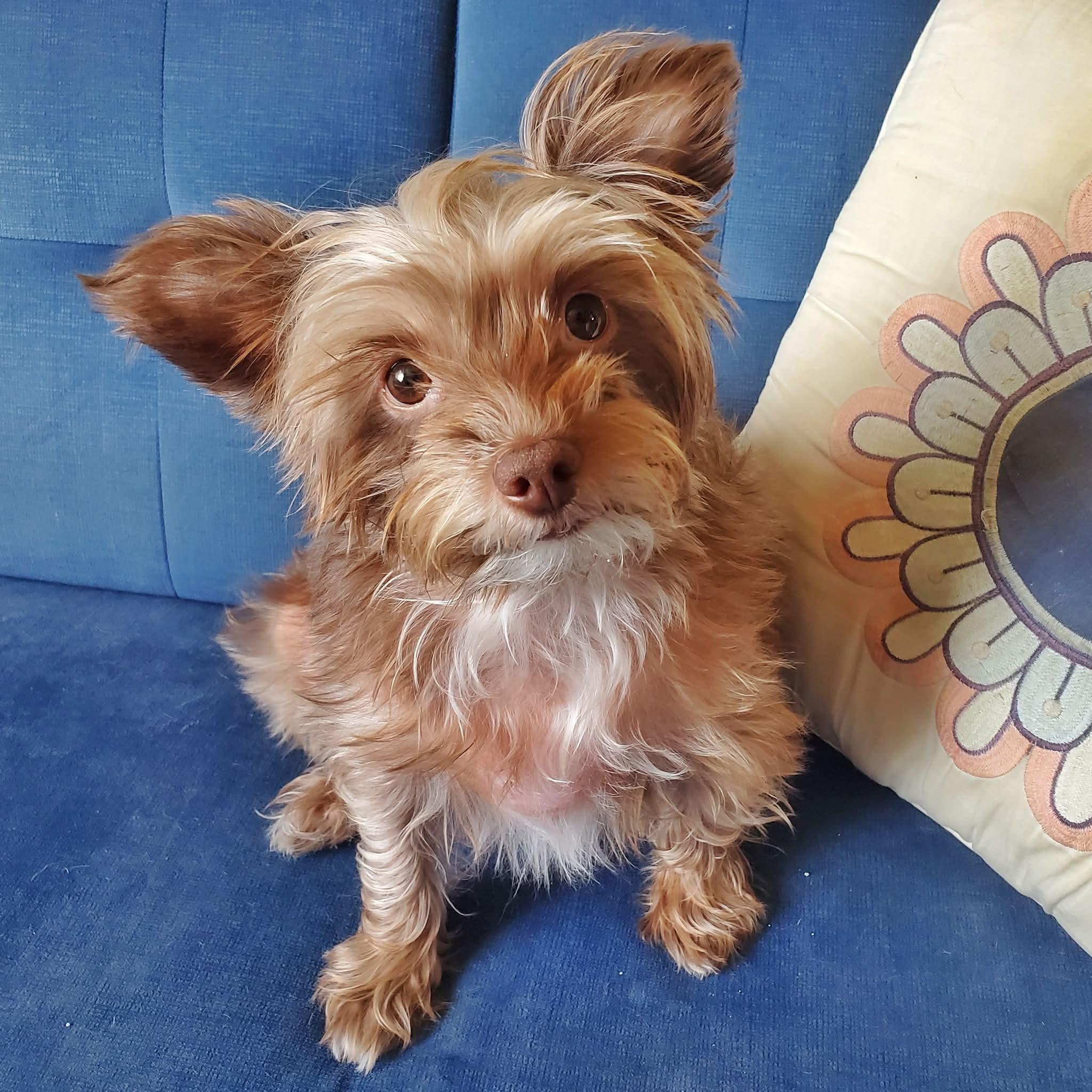 Enlarge Mollie, a ADOPTABLE mixed breed in Temecula, CA image 5/6