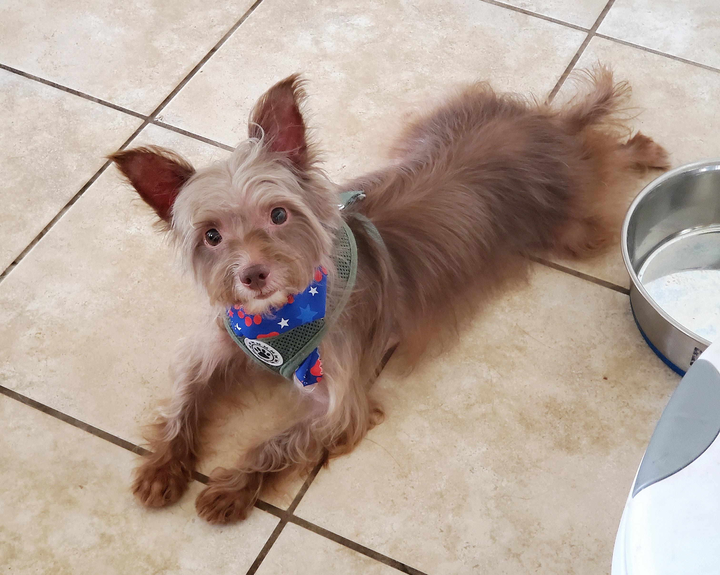 Mollie, ADOPTABLE, Adult Female Yorkshire Terrier & Chinese Crested Dog.