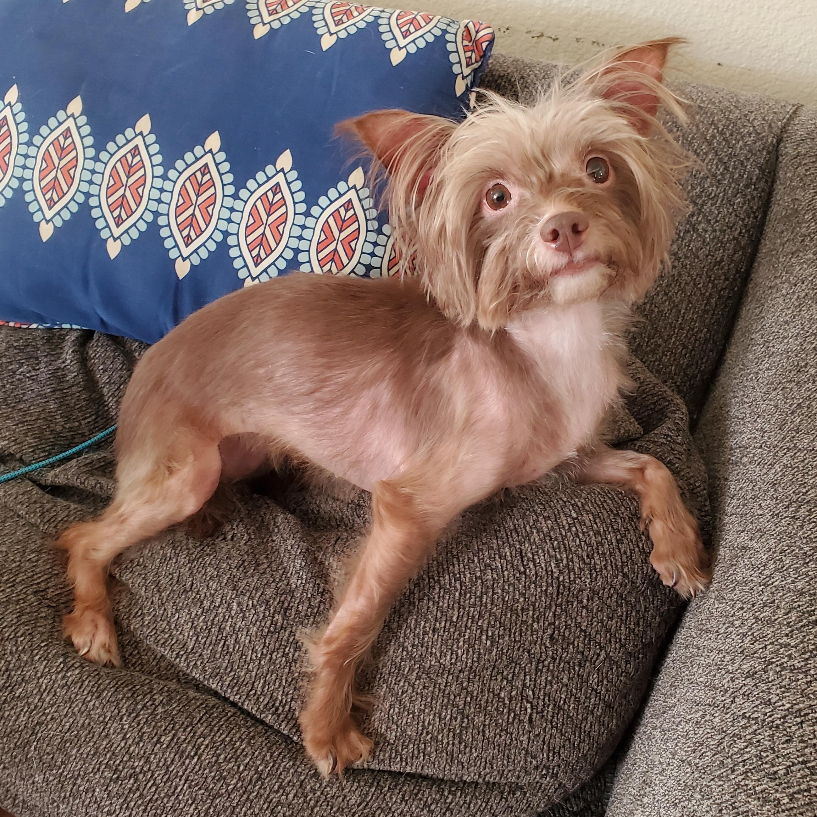 Enlarge Mollie, a ADOPTABLE mixed breed in Temecula, CA image 4/6
