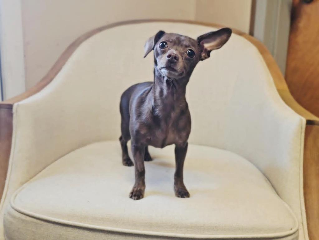 Enlarge Priya, a Adopted Chihuahua in Sprakers, NY image 1/1