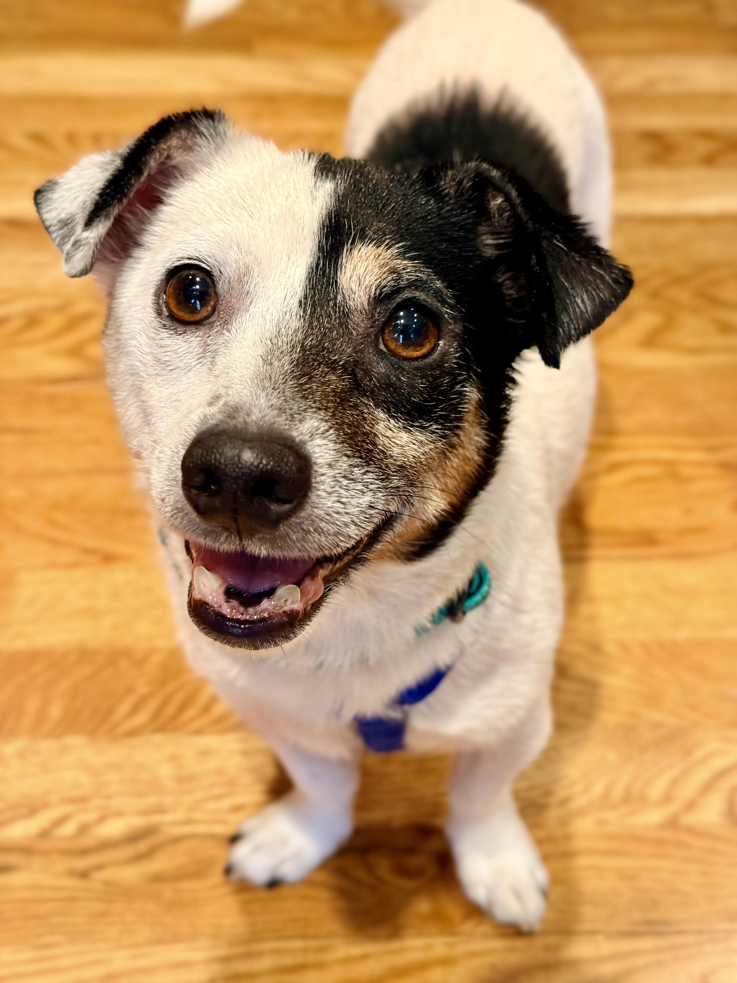 Rocco, an adopted Rat Terrier in Lexington, KY image 2/5