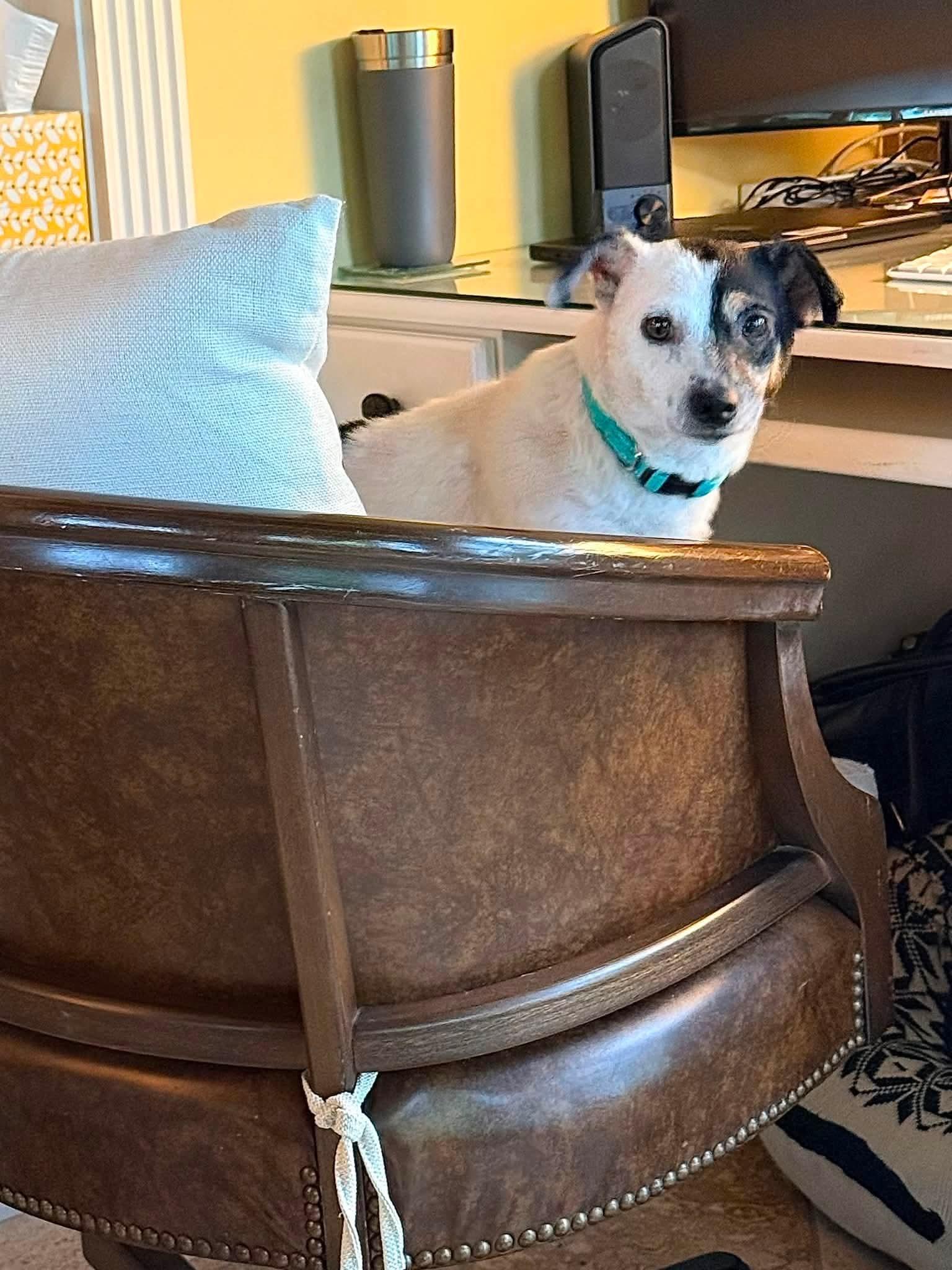 Rocco, an adopted Rat Terrier in Lexington, KY image 5/5
