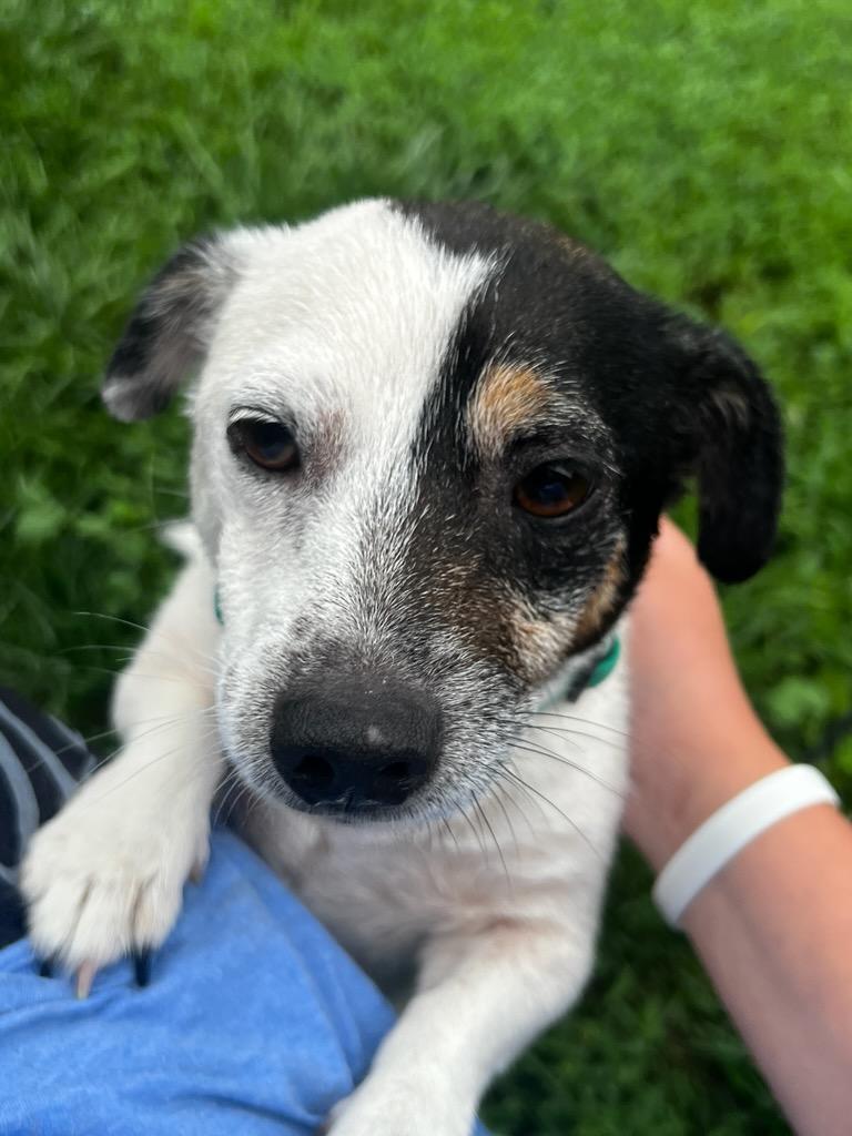 Rocco, an adopted Rat Terrier in Lexington, KY image 4/5