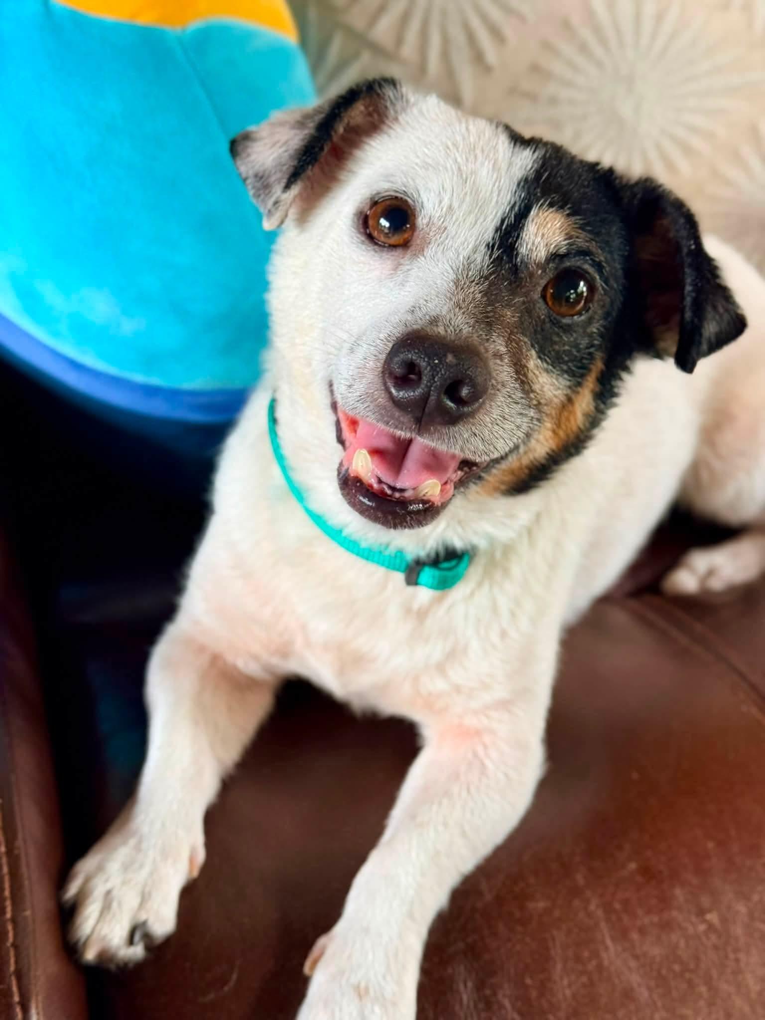 Rocco, an adopted Rat Terrier in Lexington, KY image 3/5
