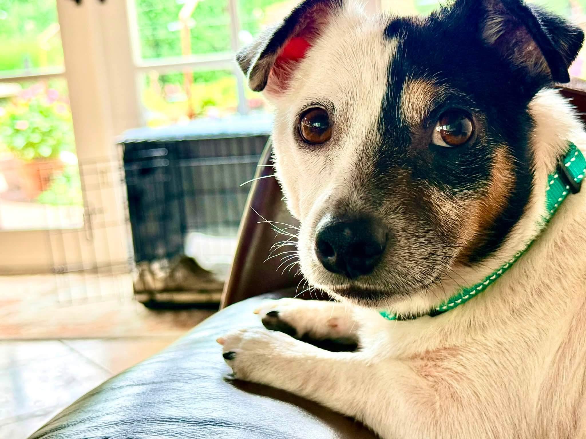 Rocco, adopted, Adult Male Rat Terrier.