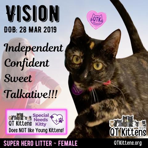 Vision, Adopted, Adult Female Domestic Short Hair.