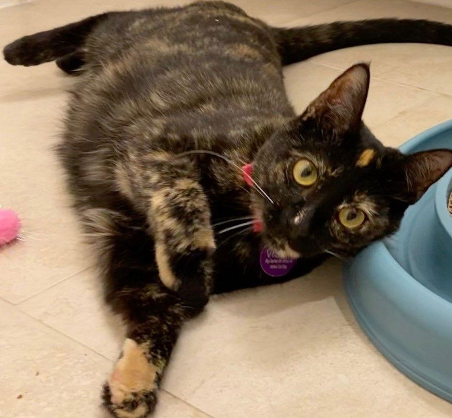 Vision, Adopted, Adult Female Domestic Short Hair.