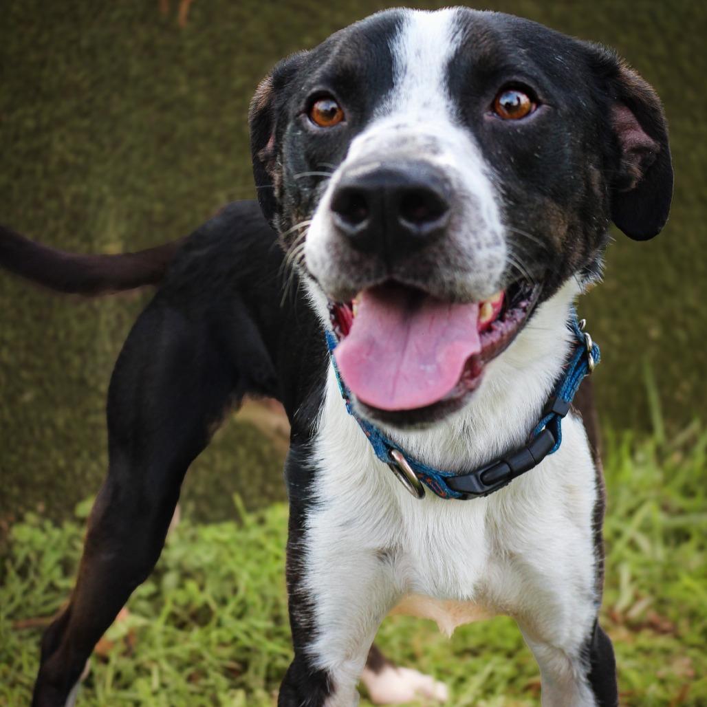 Enlarge Josey Wells, a Adoptable Mixed Breed in Lake Jackson, TX image 1/4