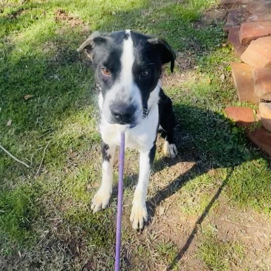 Enlarge Josey Wells, a Adoptable Mixed Breed in Lake Jackson, TX image 2/4