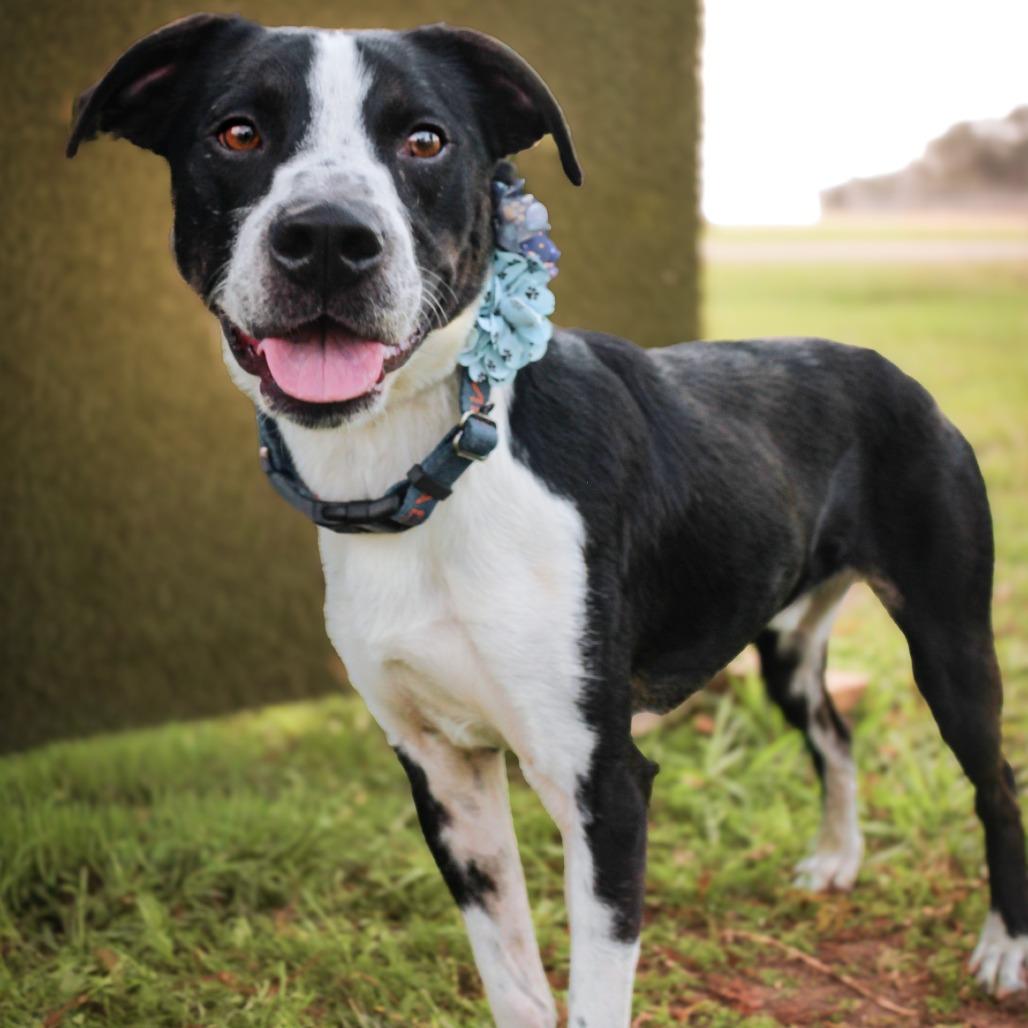 Enlarge Josey Wells, a Adoptable Mixed Breed in Lake Jackson, TX image 3/4