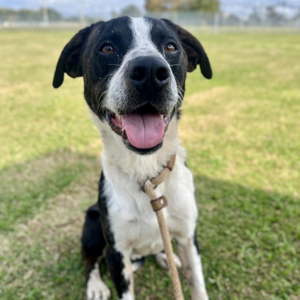 Enlarge Josey Wells, a Adoptable Mixed Breed in Lake Jackson, TX image 4/4