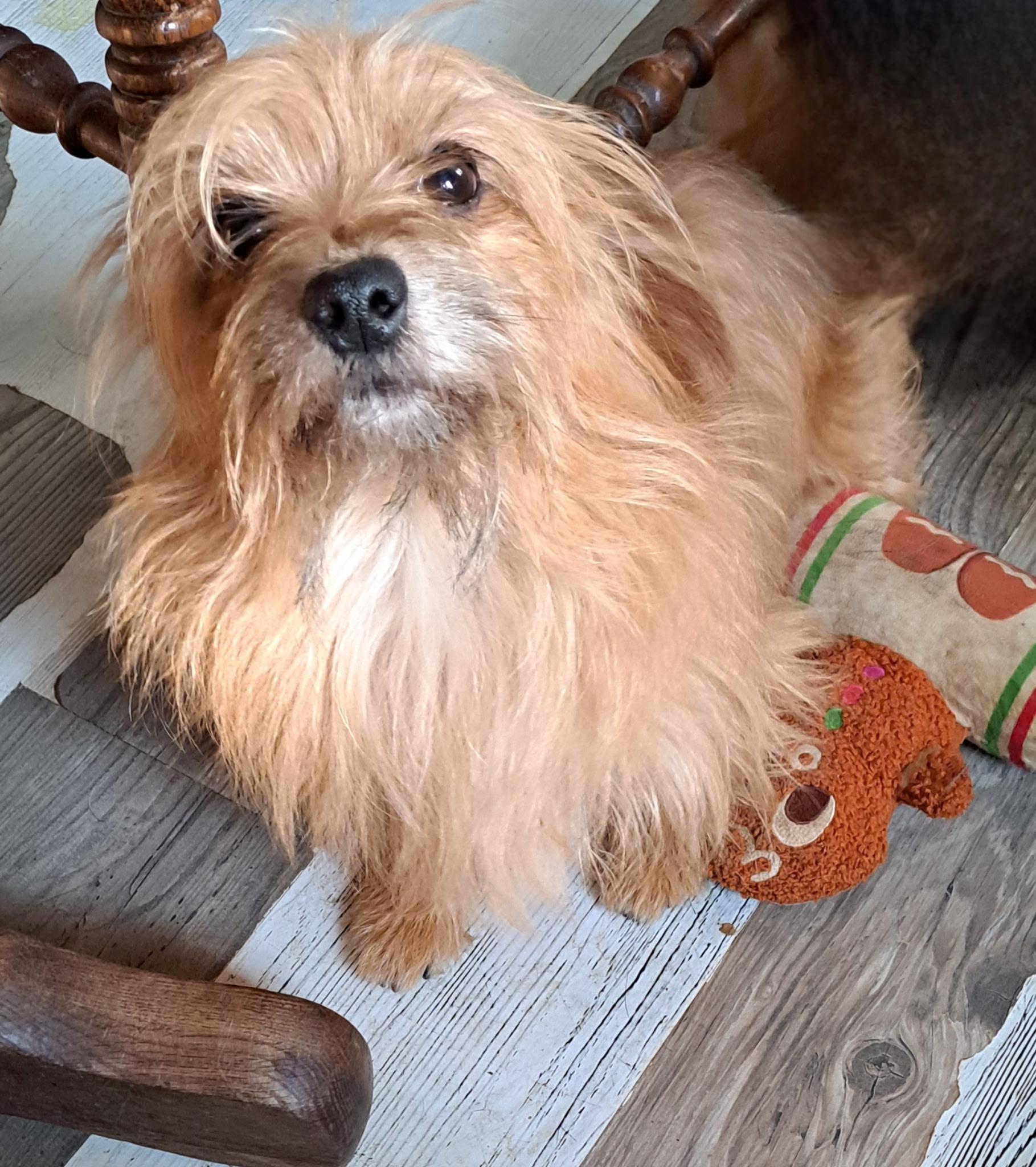 Hatchi, ADOPTABLE, Adult Male Terrier.