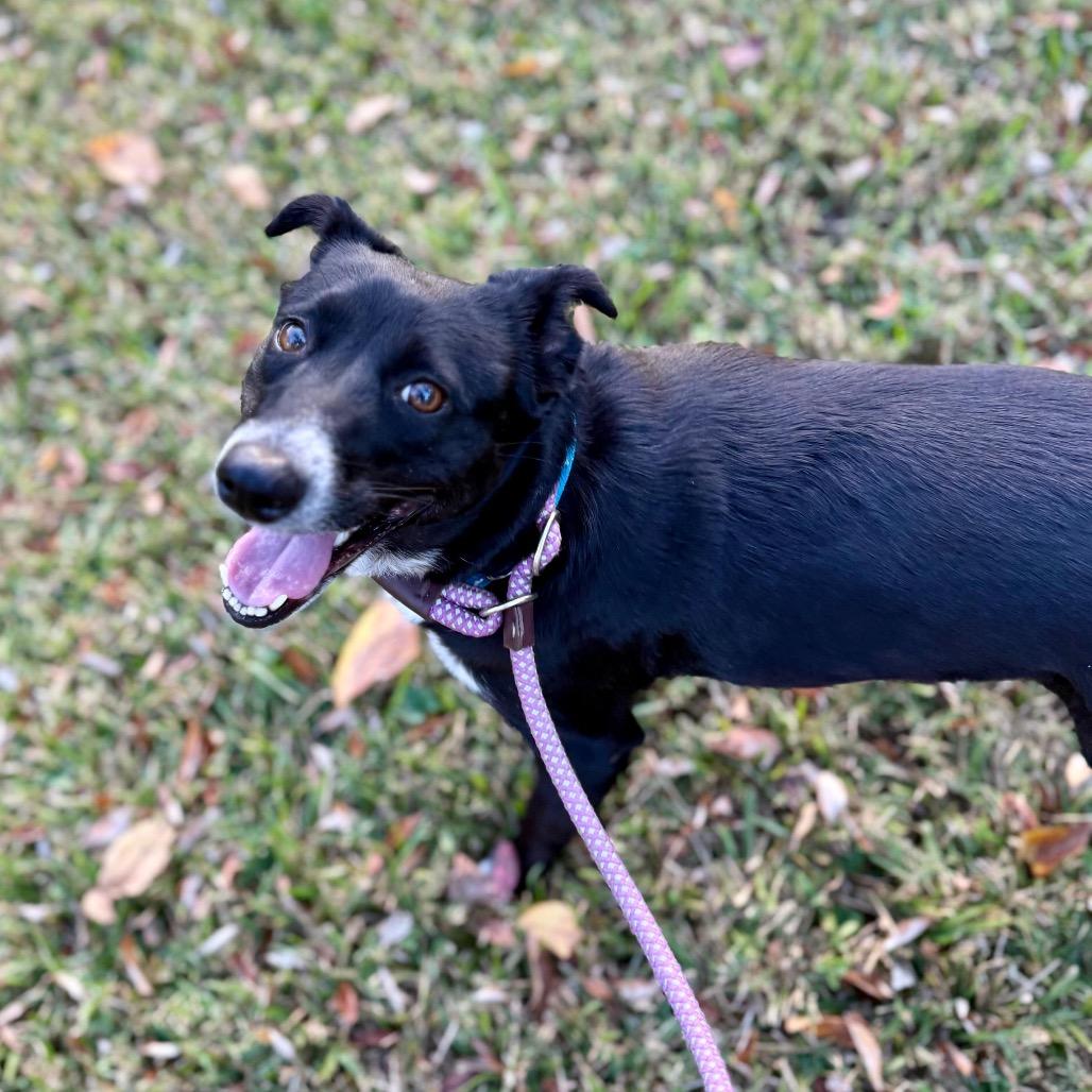 Enlarge Flo, a Adoptable Border Collie in Mount Pleasant, TX image 1/6