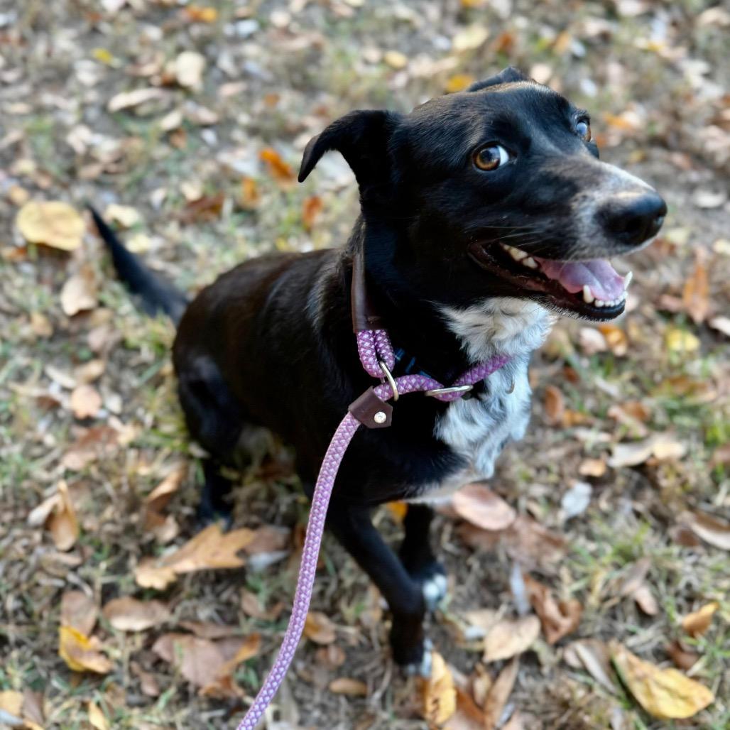 Enlarge Flo, a Adoptable Border Collie in Mount Pleasant, TX image 2/6