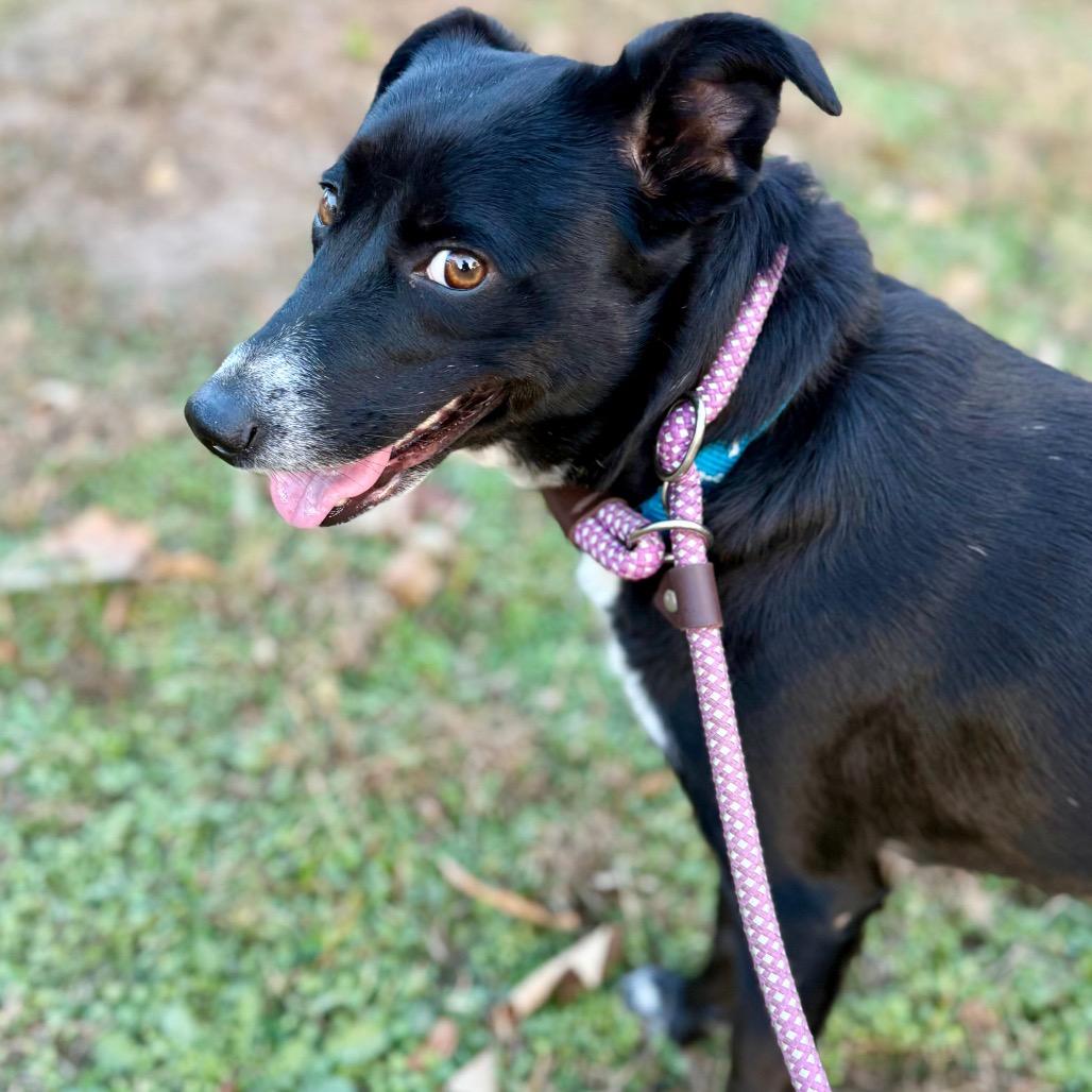 Enlarge Flo, a Adoptable Border Collie in Mount Pleasant, TX image 4/6