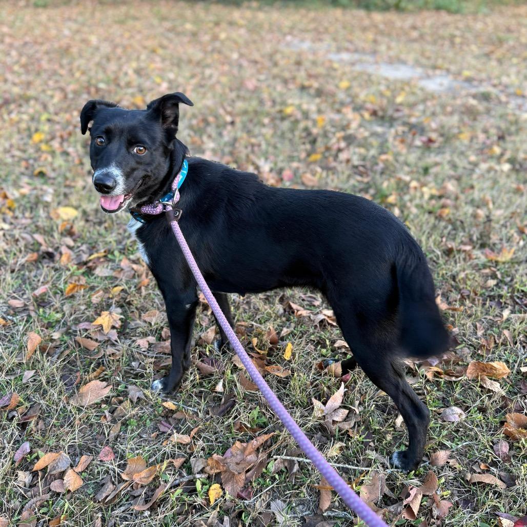Enlarge Flo, a Adoptable Border Collie in Mount Pleasant, TX image 5/6