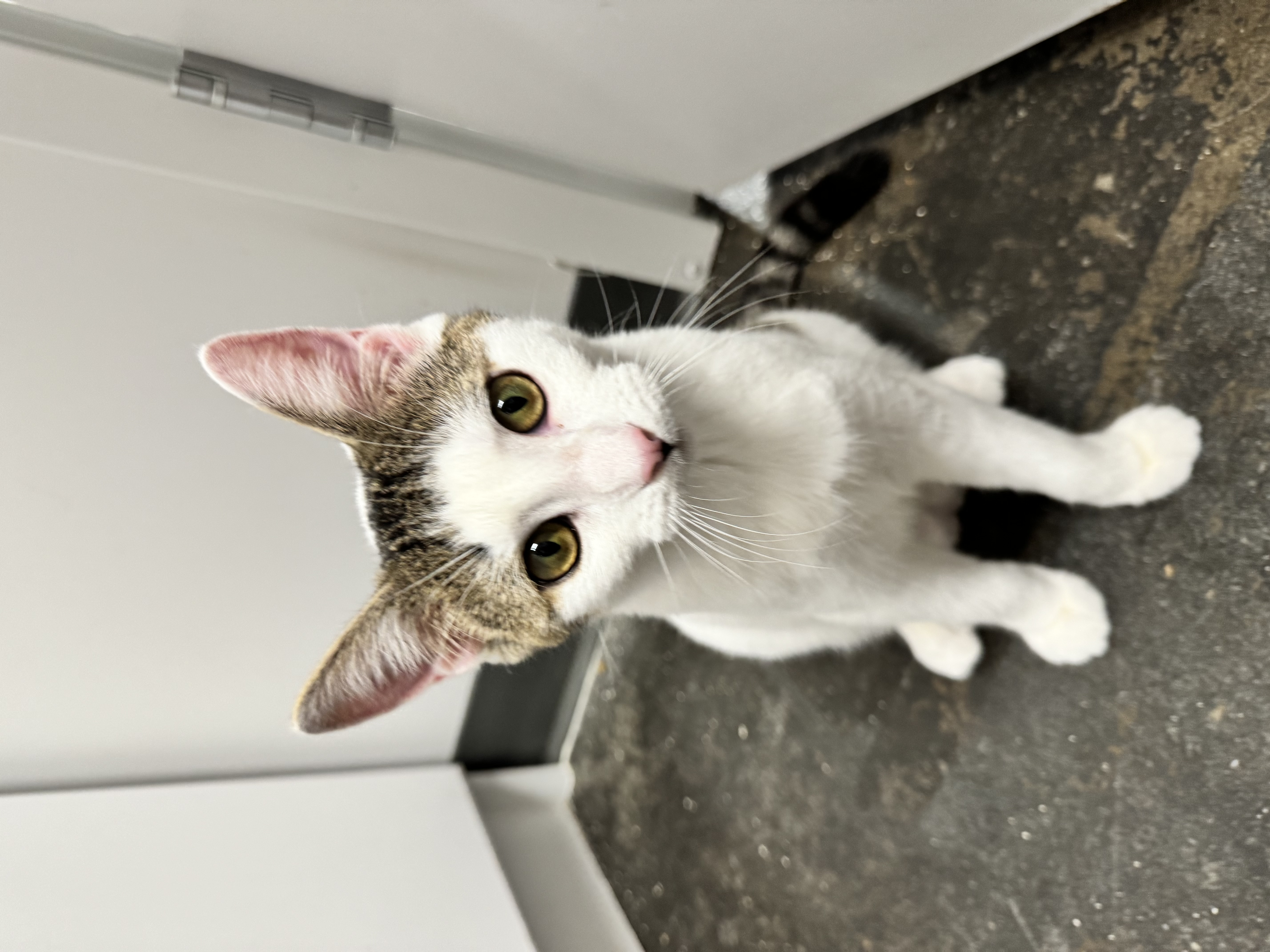 Enlarge Sesame, a Adoptable Domestic Short Hair in Levittown, PA image 1/3