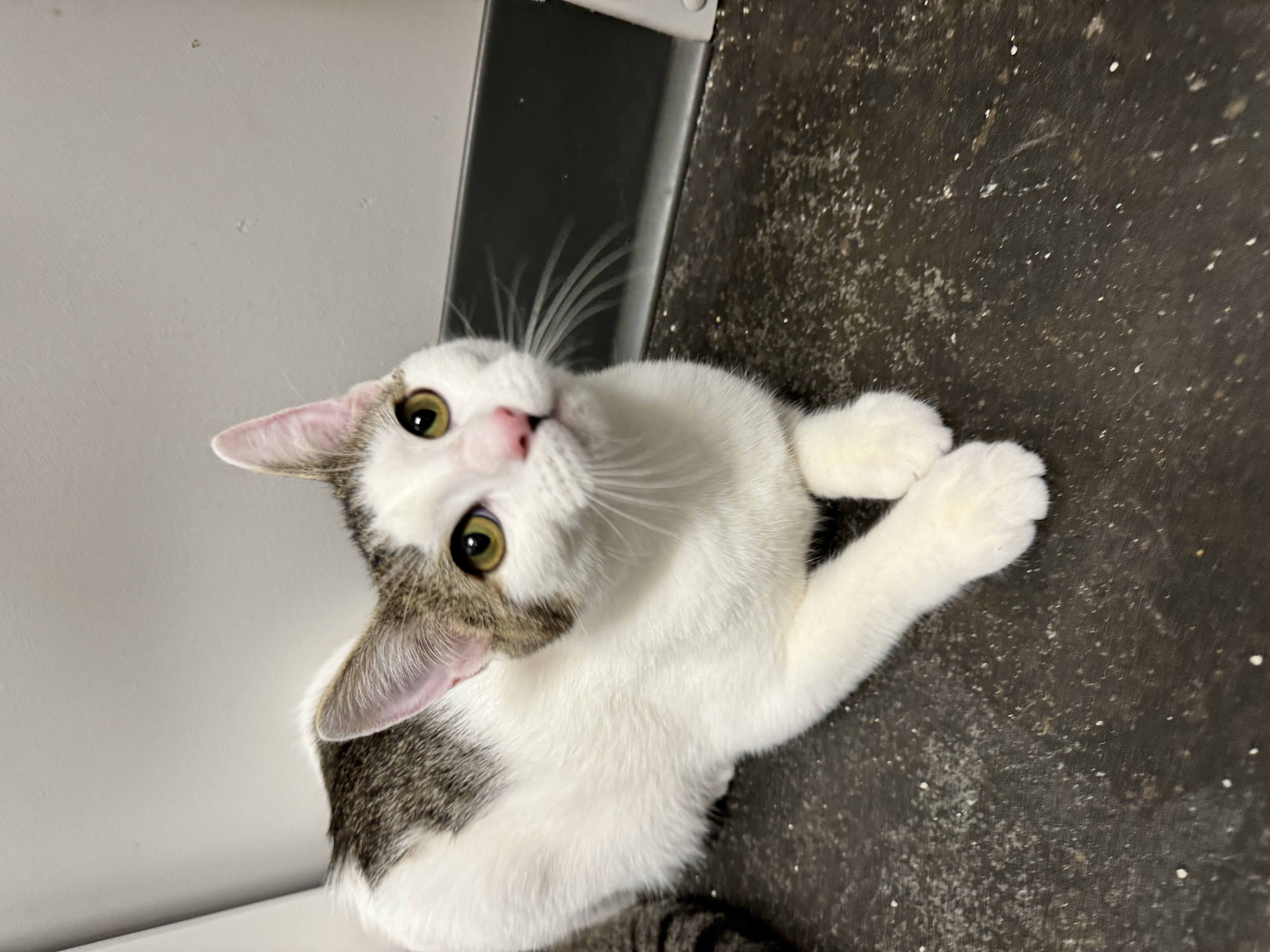 Enlarge Sesame, a Adoptable Domestic Short Hair in Levittown, PA image 2/3