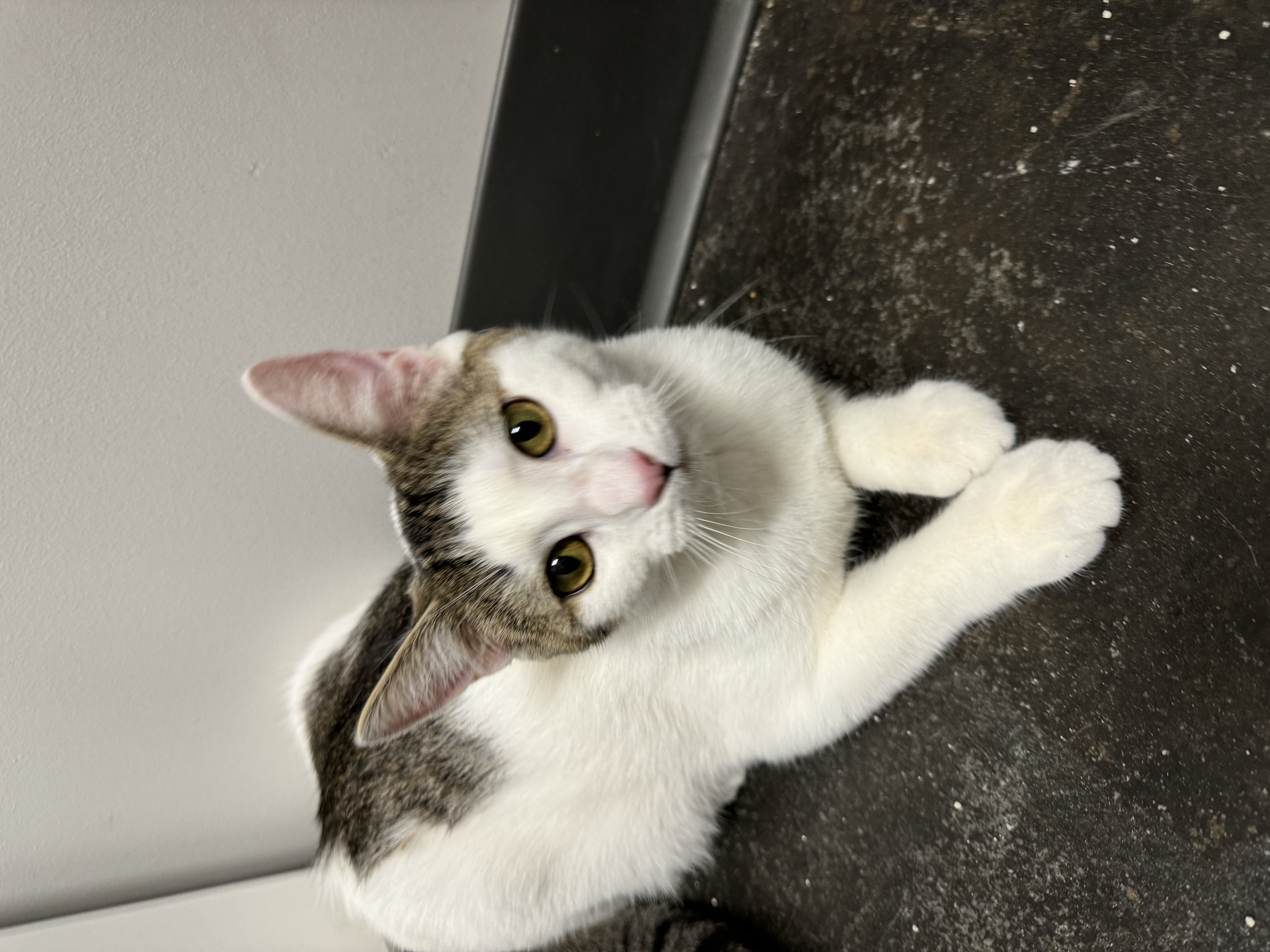 Enlarge Sesame, a Adoptable Domestic Short Hair in Levittown, PA image 3/3